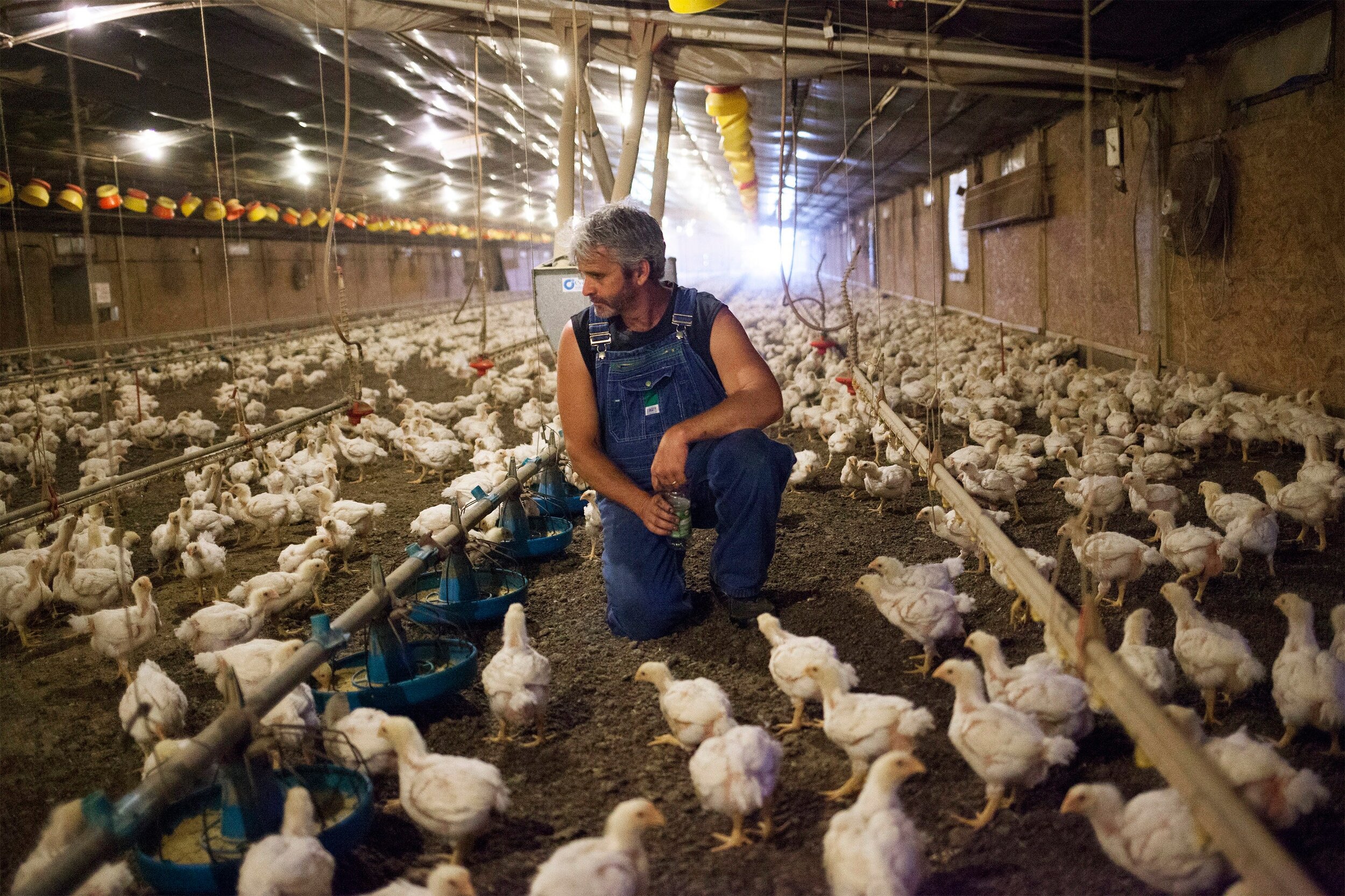 Poultry Farm Project